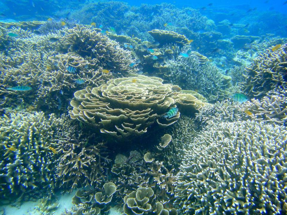 Prek Svay coral reefs